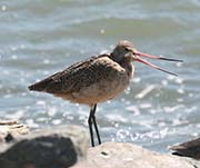 Picture/image of Marbled Godwit