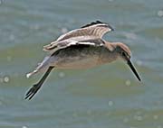 Picture/image of Willet
