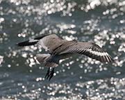 Picture/image of Willet