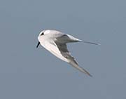 Picture/image of Forster's Tern