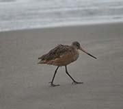 Picture/image of Marbled Godwit