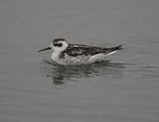 Picture/image of Red-necked Phalarope