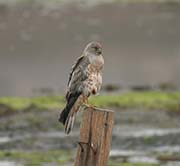 Picture/image of Northern Harrier