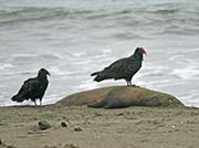 Picture/image of Turkey Vulture
