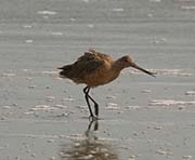 Picture/image of Marbled Godwit