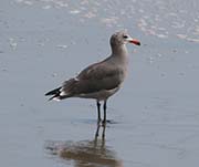 Picture/image of Heermann's Gull