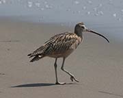 Picture/image of Long-billed Curlew