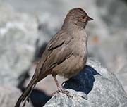 Picture/image of California Towhee