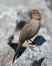 California Towhee