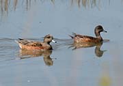 Picture/image of American Wigeon