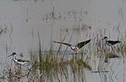 Picture/image of Black-necked Stilt
