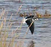Picture/image of Black-necked Stilt