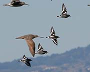 Picture/image of Black Turnstone
