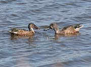 Picture/image of Northern Shoveler