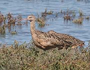 Picture/image of Long-billed Curlew