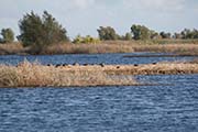 Picture/image of Sacramento Wildlife Refuge