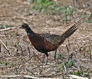 Picture/image of Ring-necked Pheasant