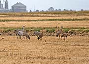 Picture/image of Sandhill Crane