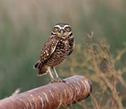 Picture/image of Burrowing Owl