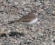 Picture/image of Killdeer