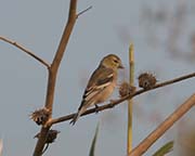 Picture/image of American Goldfinch