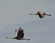 Picture/image of Sandhill Crane