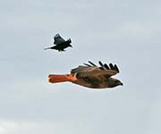 Picture/image of Red-tailed Hawk