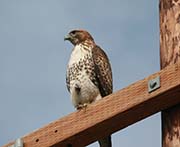 Picture/image of Red-tailed Hawk