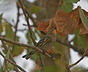 Picture/image of Yellow-rumped Audubon Warbler