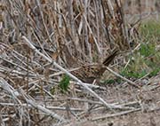 Picture/image of Ring-necked Pheasant
