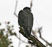 Picture/image of Peregrine Falcon