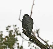 Picture/image of Peregrine Falcon