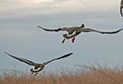 Picture/image of Greater White-fronted Goose