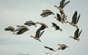 Picture/image of Greater White-fronted Goose