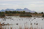 Picture/image of Colusa Wildlife Refuge
