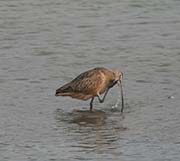 Picture/image of Long-billed Curlew