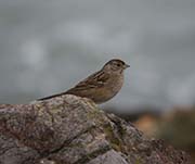 Picture/image of Golden-crowned Sparrow