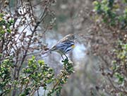 Picture/image of Yellow-rumped Audubon Warbler