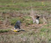 Picture/image of Western Meadowlark