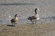 Picture/image of American Wigeon