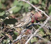 Picture/image of House Finch