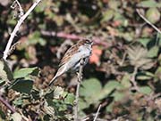 Picture/image of House Sparrow