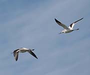 Picture/image of American Avocet