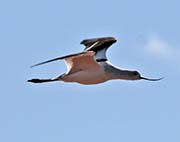 Picture/image of American Avocet