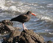 Picture/image of Black Oystercatcher