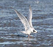 Picture/image of Forster's Tern