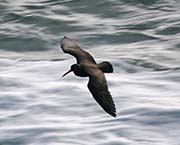 Picture/image of Black Oystercatcher