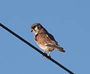 Picture/image of American Kestrel