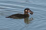 Picture/image of Surf Scoter