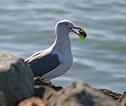 Picture/image of Western Gull